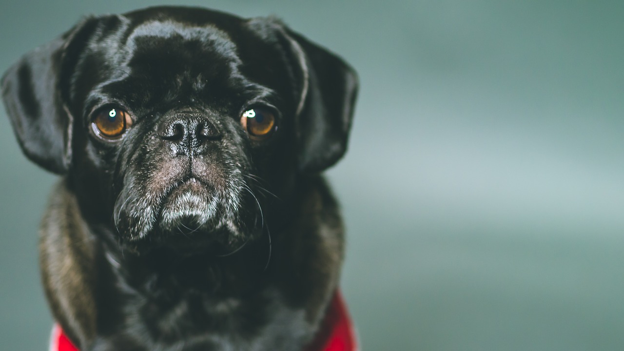 pug  black  dog free photo