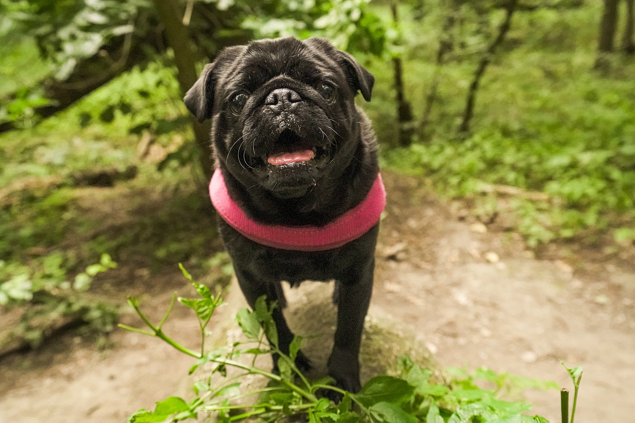 pug  pug in the forest  black pug free photo