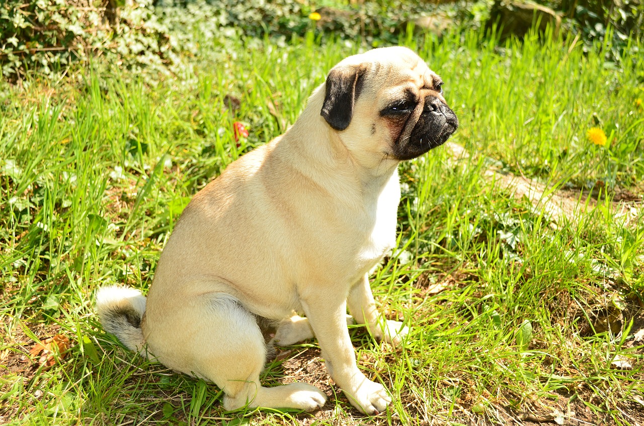 pug dog pet free photo