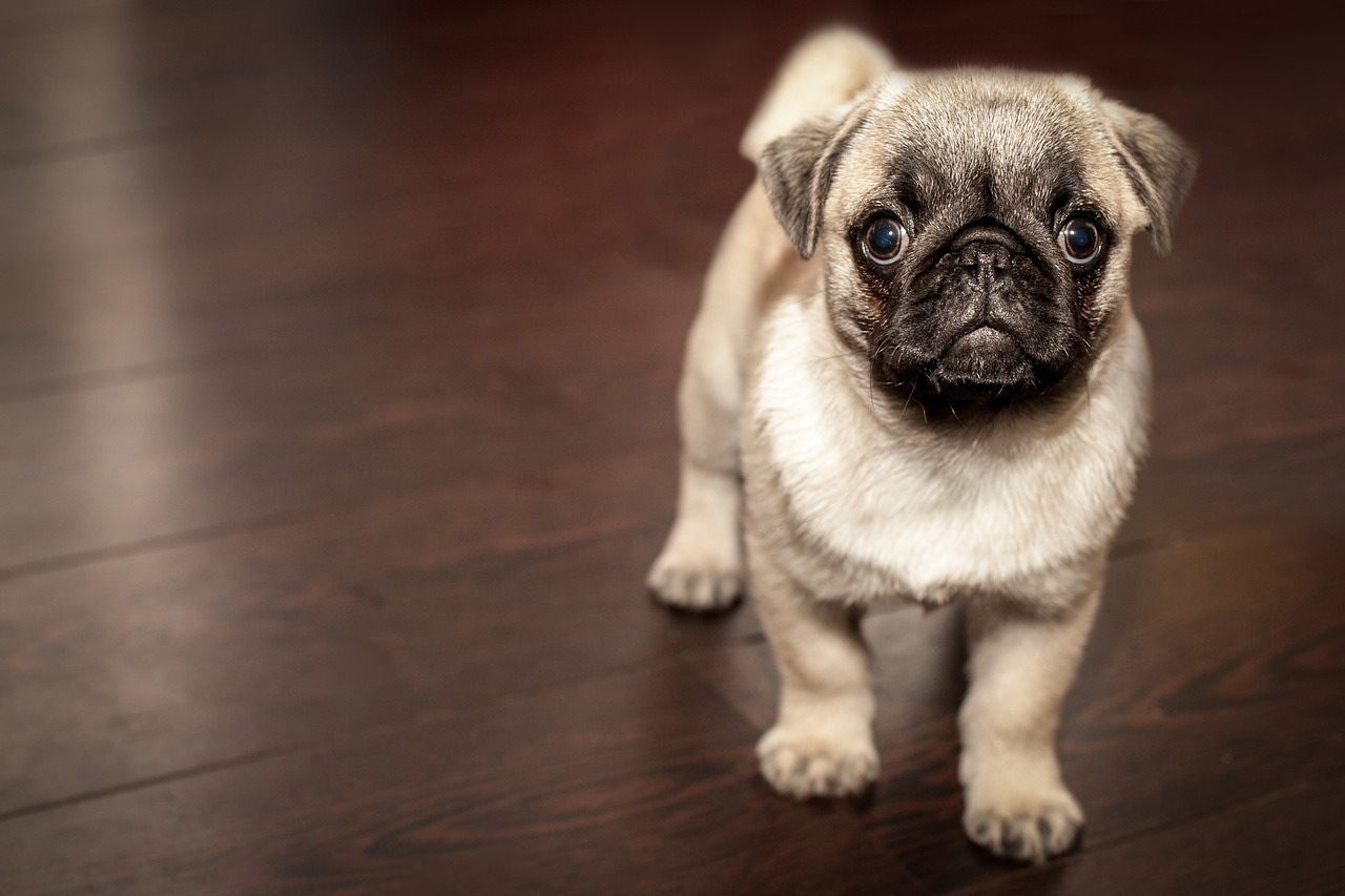 pug puppy dog free photo