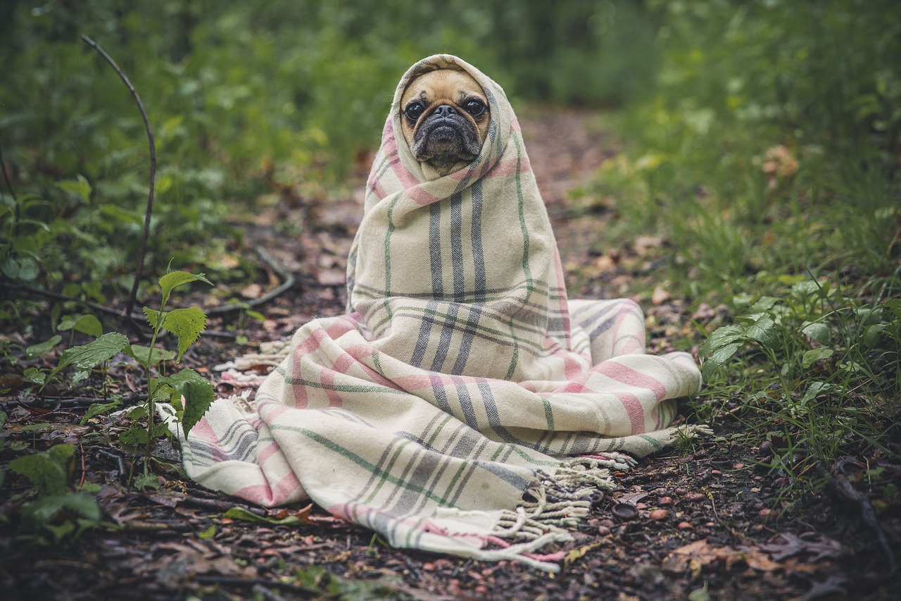 pug dog pet free photo