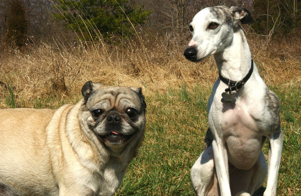 pug whippet dogs free photo