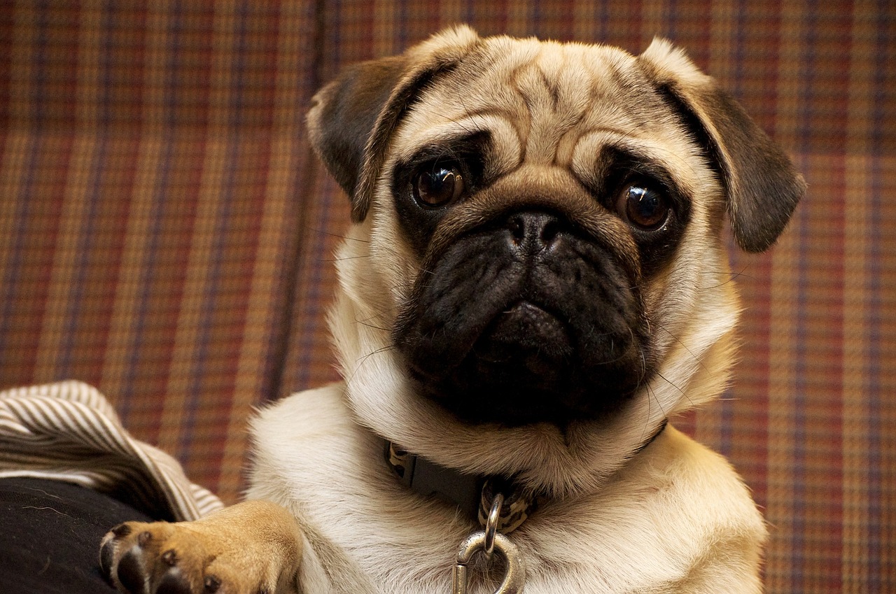 pug dog portrait free photo