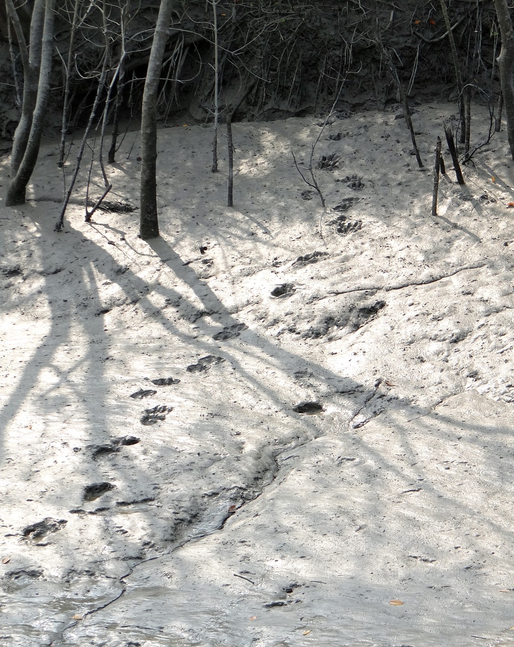 pug marks mud tiger free photo