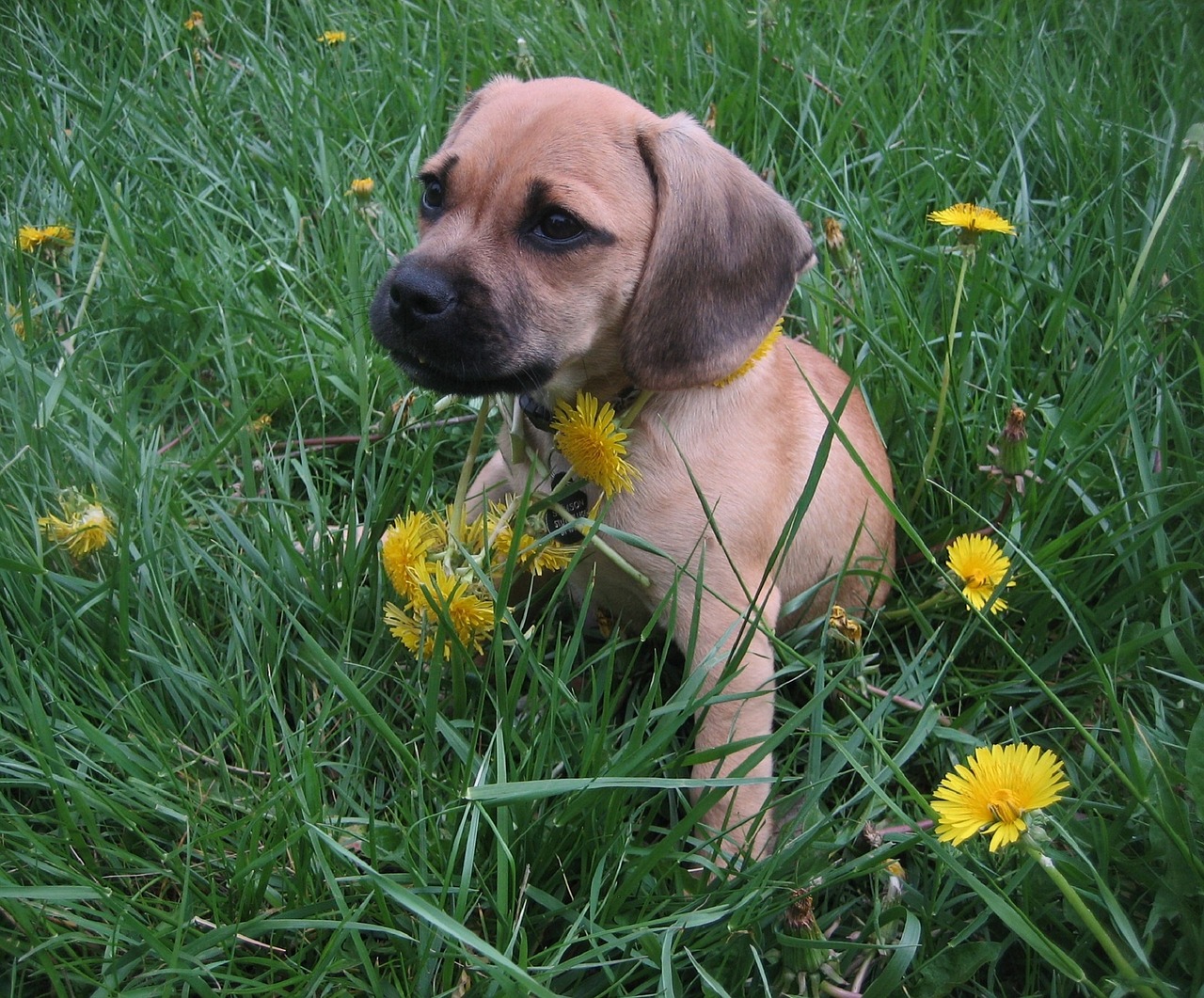 puggle puppy dog crossbreed free photo