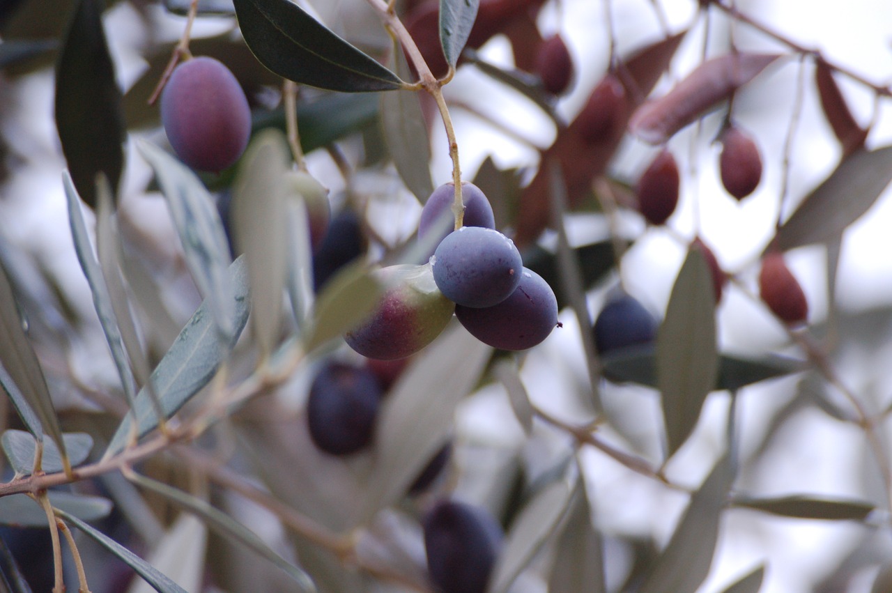 puglia olives harvesting olives free photo