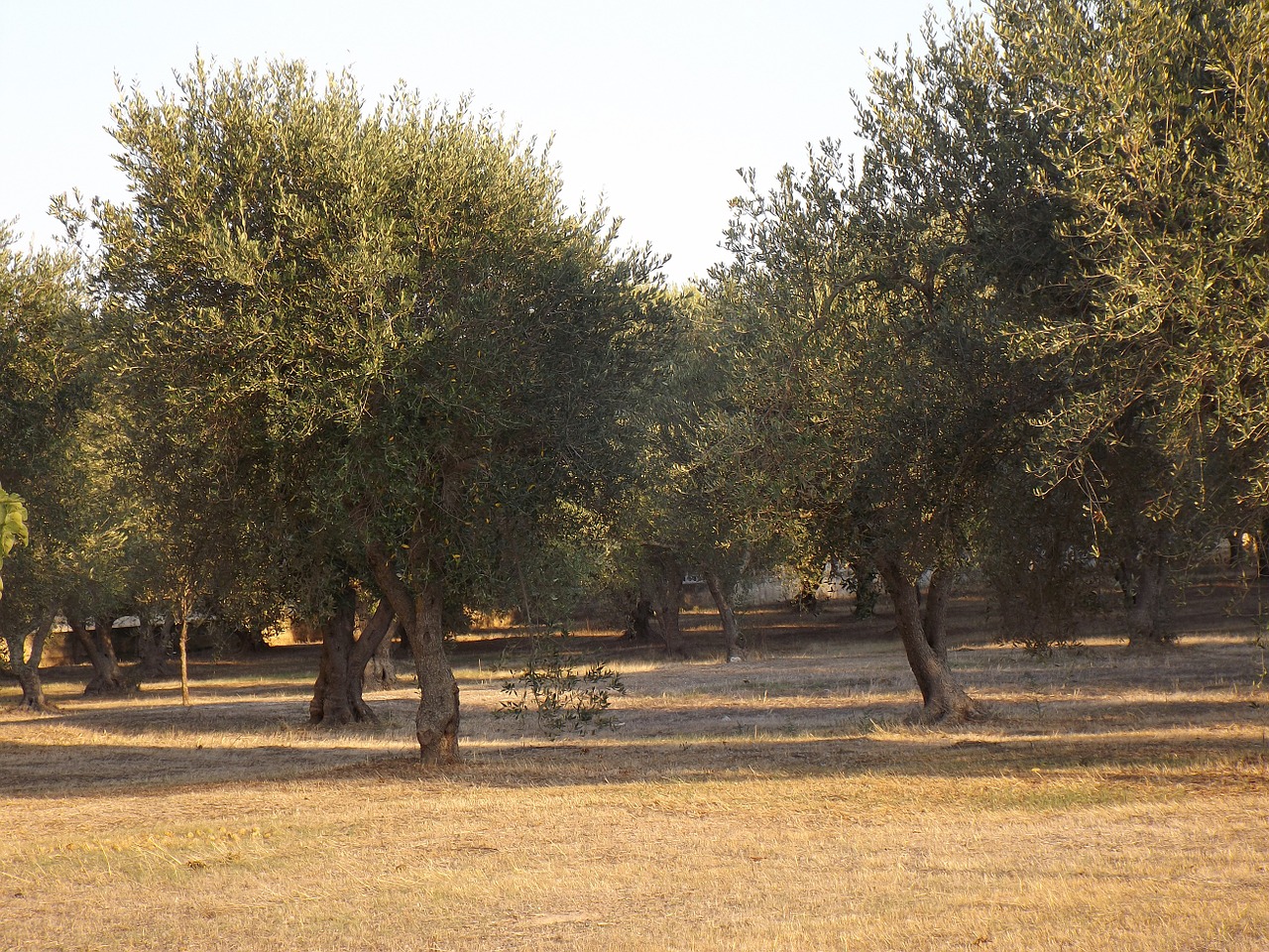 puglia olive trees olive grove free photo