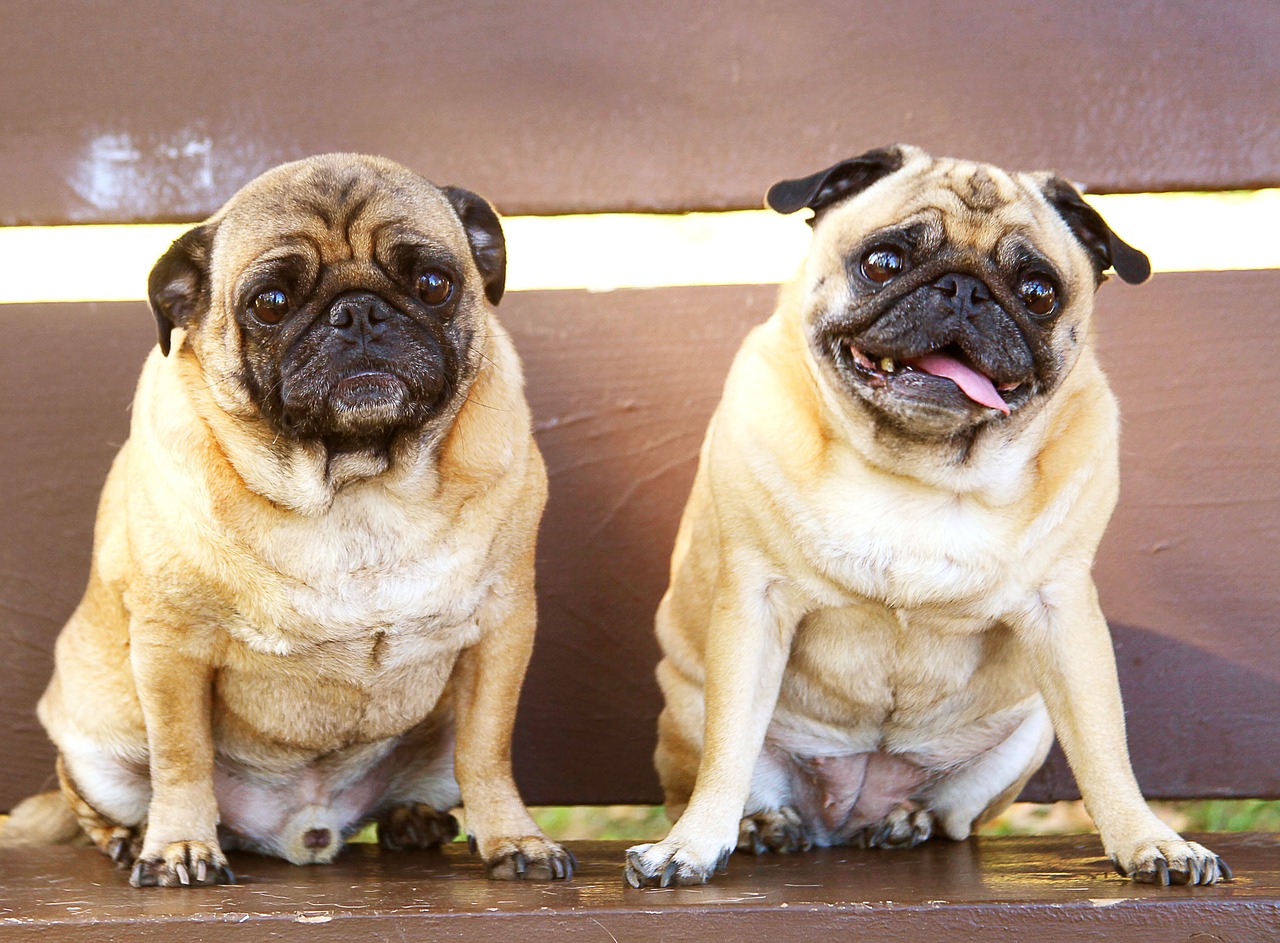 pugs bench sitting free photo