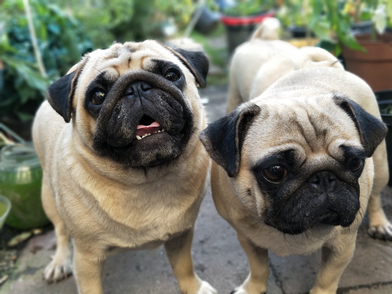 pugs pug dogs free photo