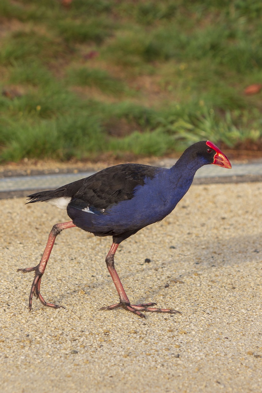 pukeko  bird  walking free photo