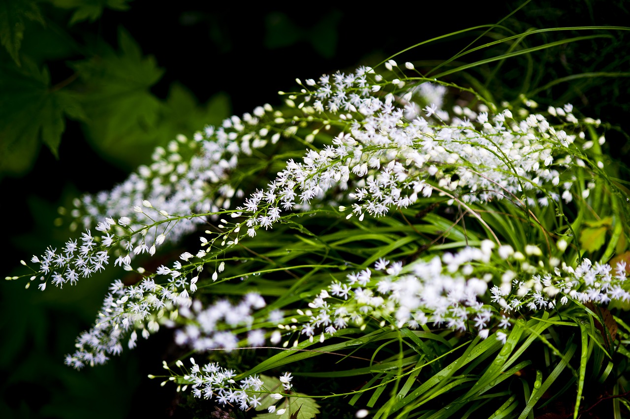 pulkkot  the milky chickweed  nature free photo