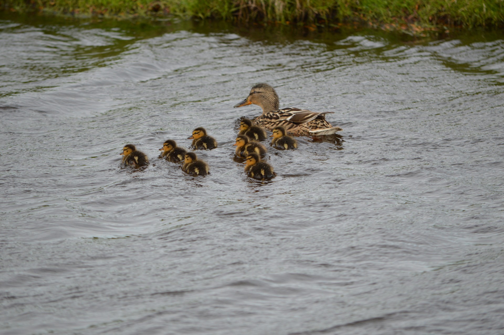 ducklings duck waterfowl free photo