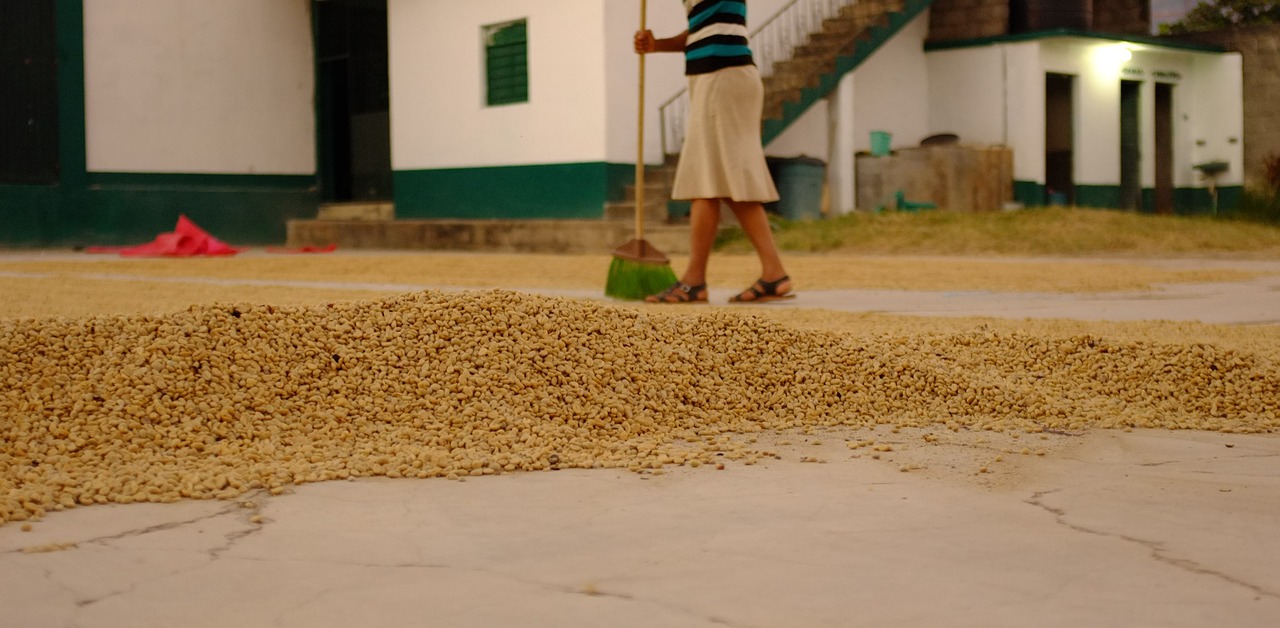 pulped natural semi-dry honey process coffee free photo