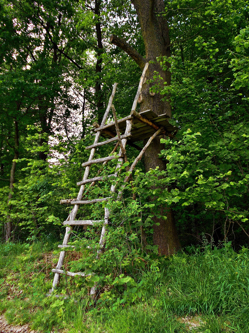 pulpit ladder forest free photo