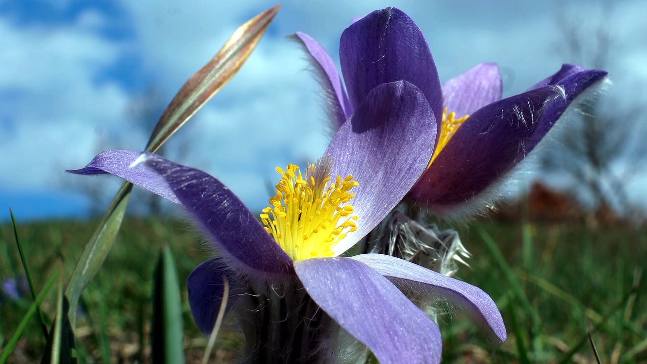 pulsatilla  pulsatilla grandis  flower free photo