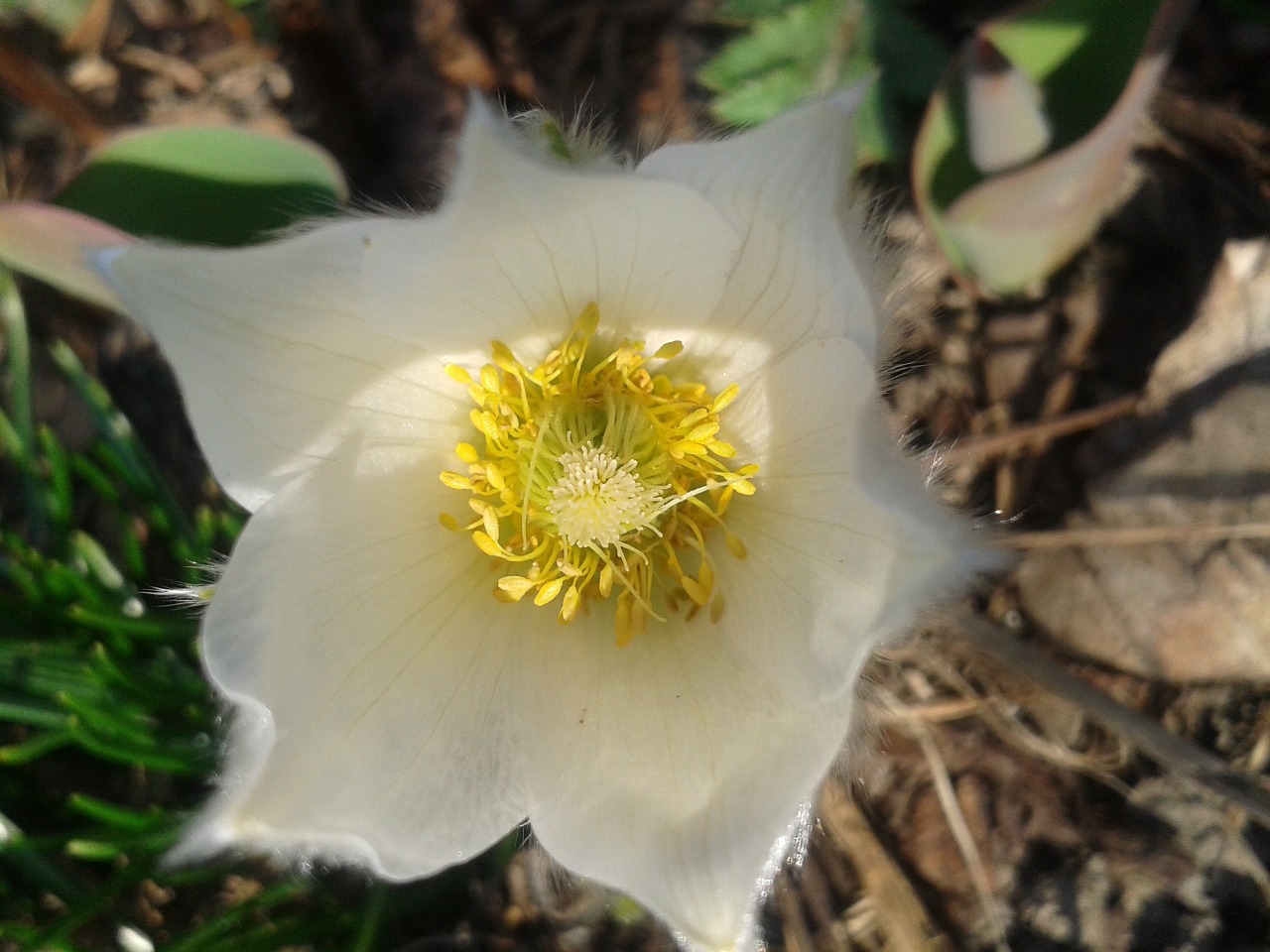 pulsatilla white pasque flower free photo