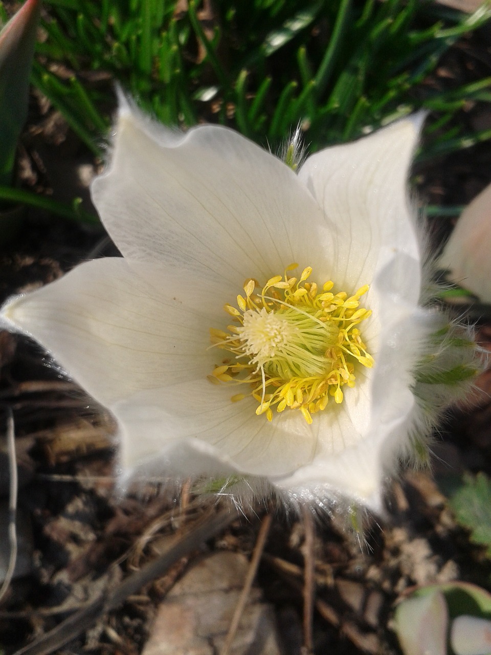 pulsatilla early bloomer blossom free photo