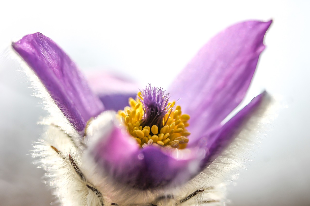 pulsatilla grandis anemone flower free photo