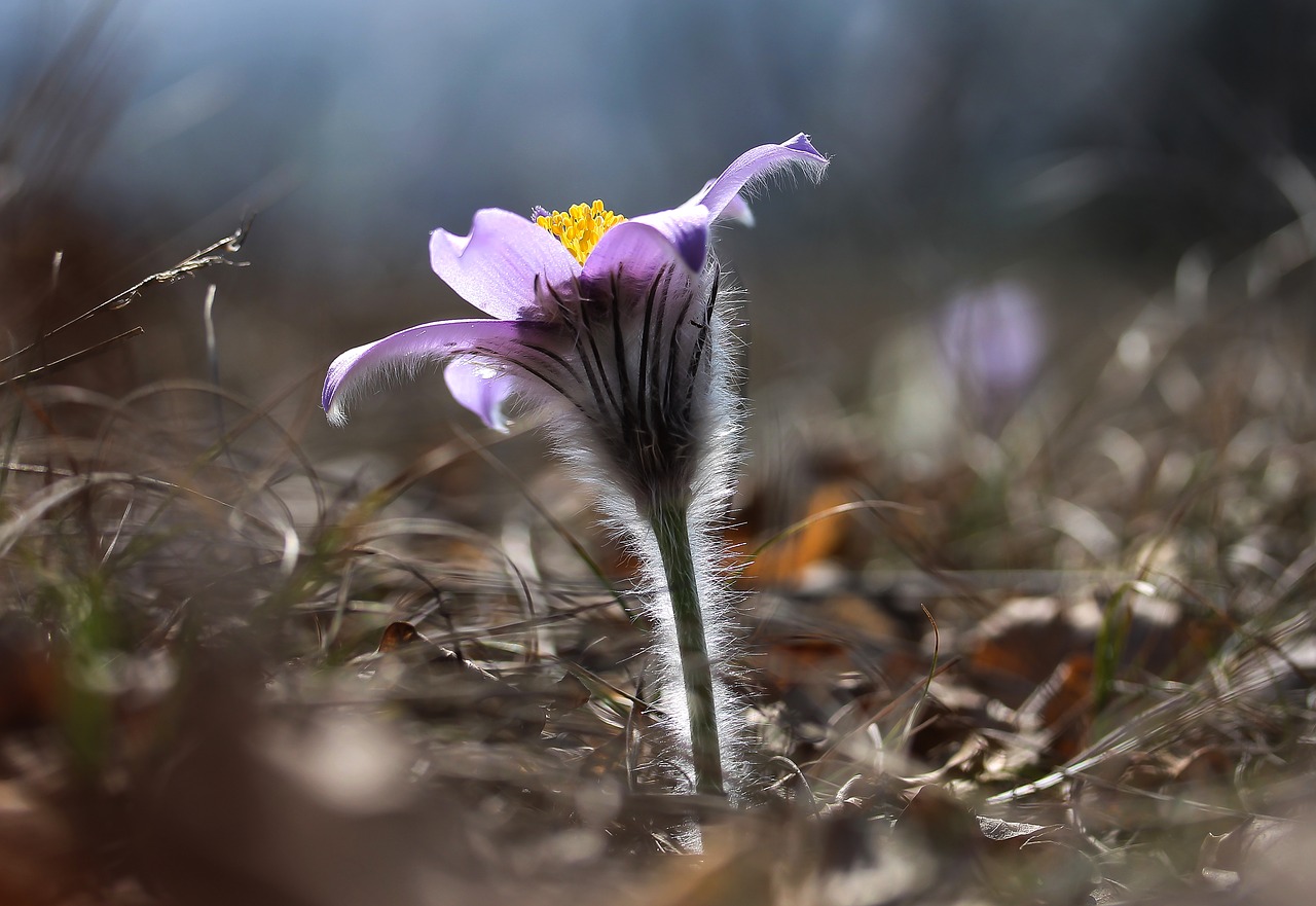 pulsatilla grandis anemone flower free photo