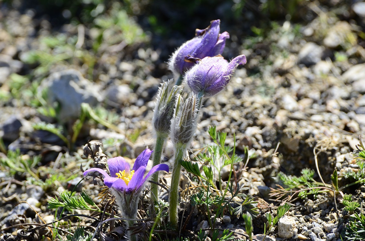 pulsatilla grandis large kitchen clamp spring free photo