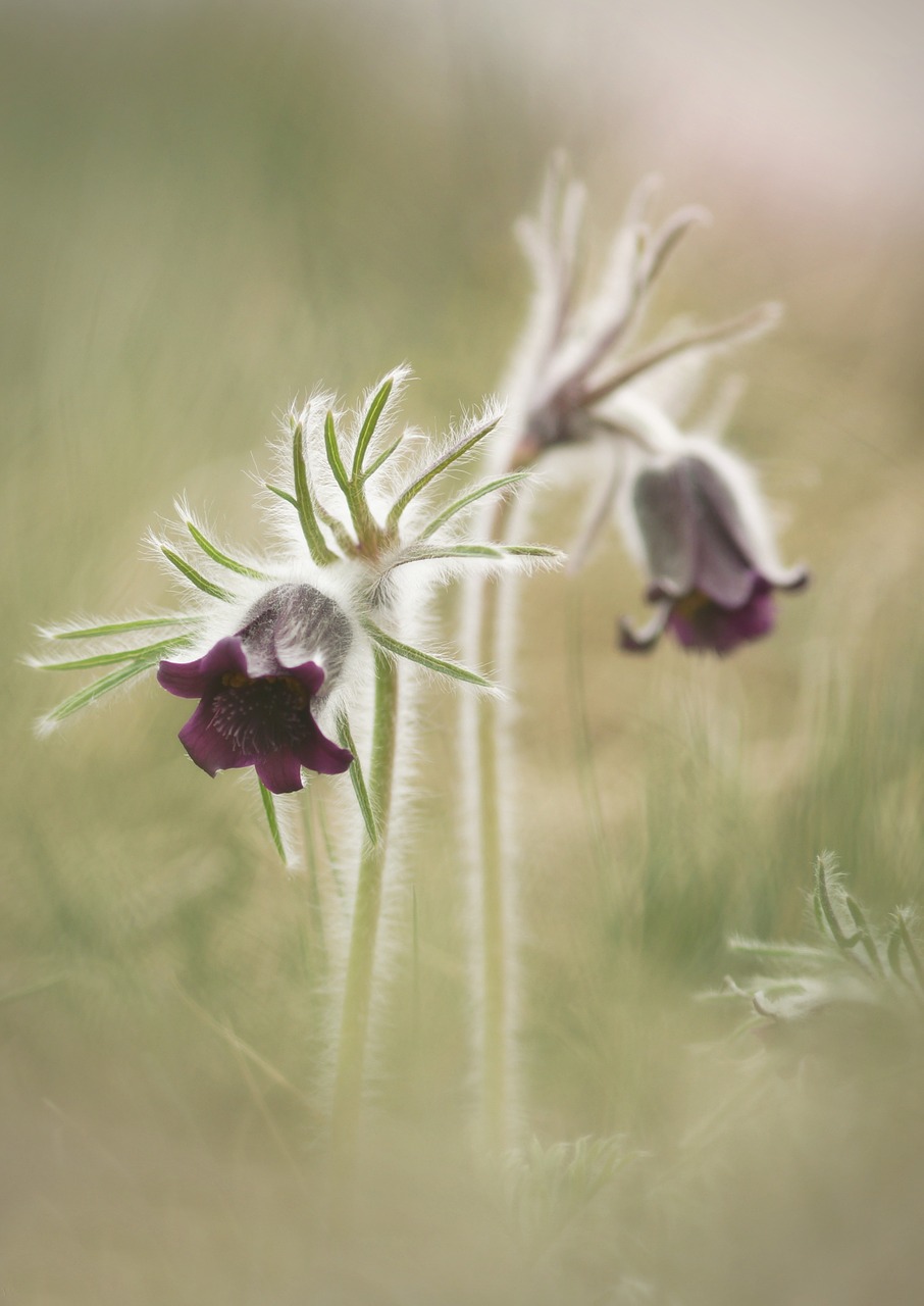 pulsatilla pratensis plant protected free photo