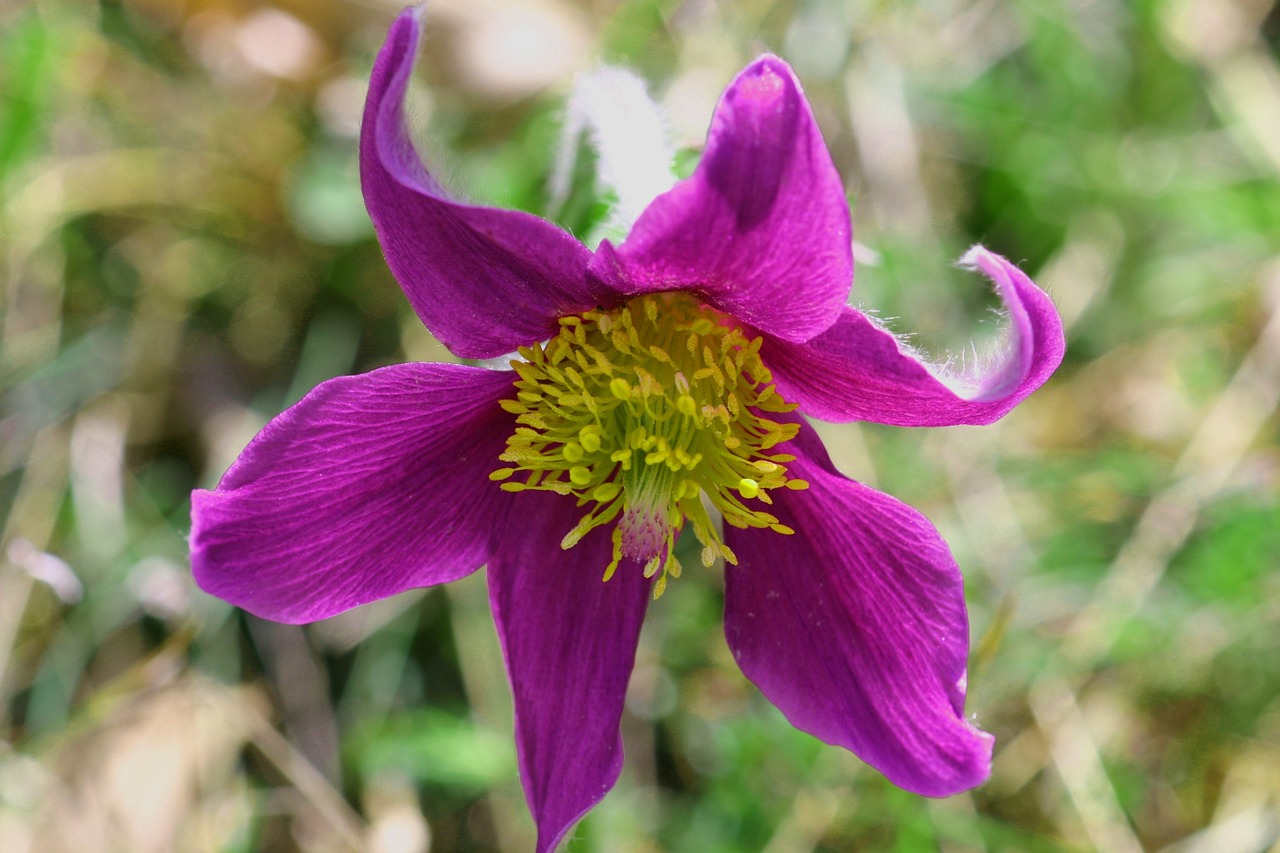 pulsatille anemone flowers free photo