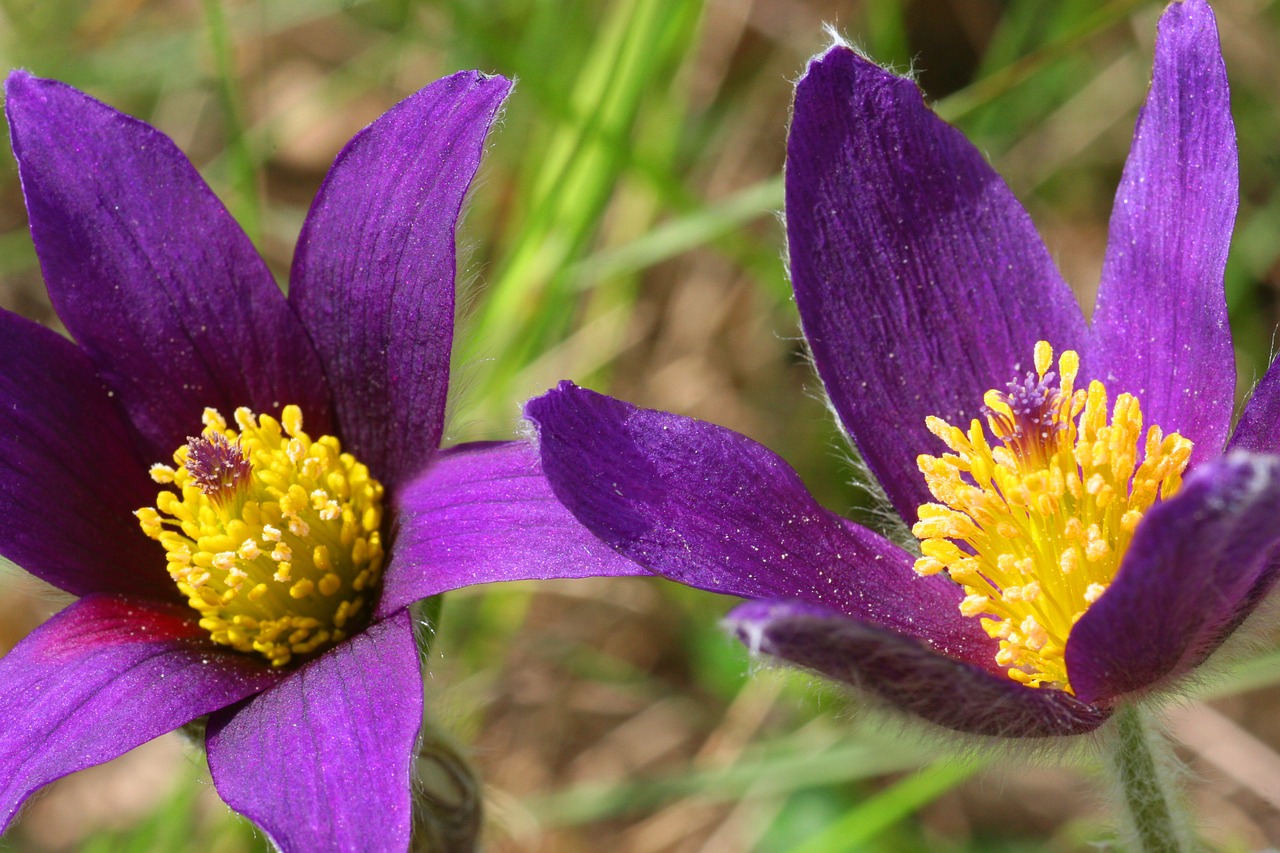 pulsatille flower nature free photo