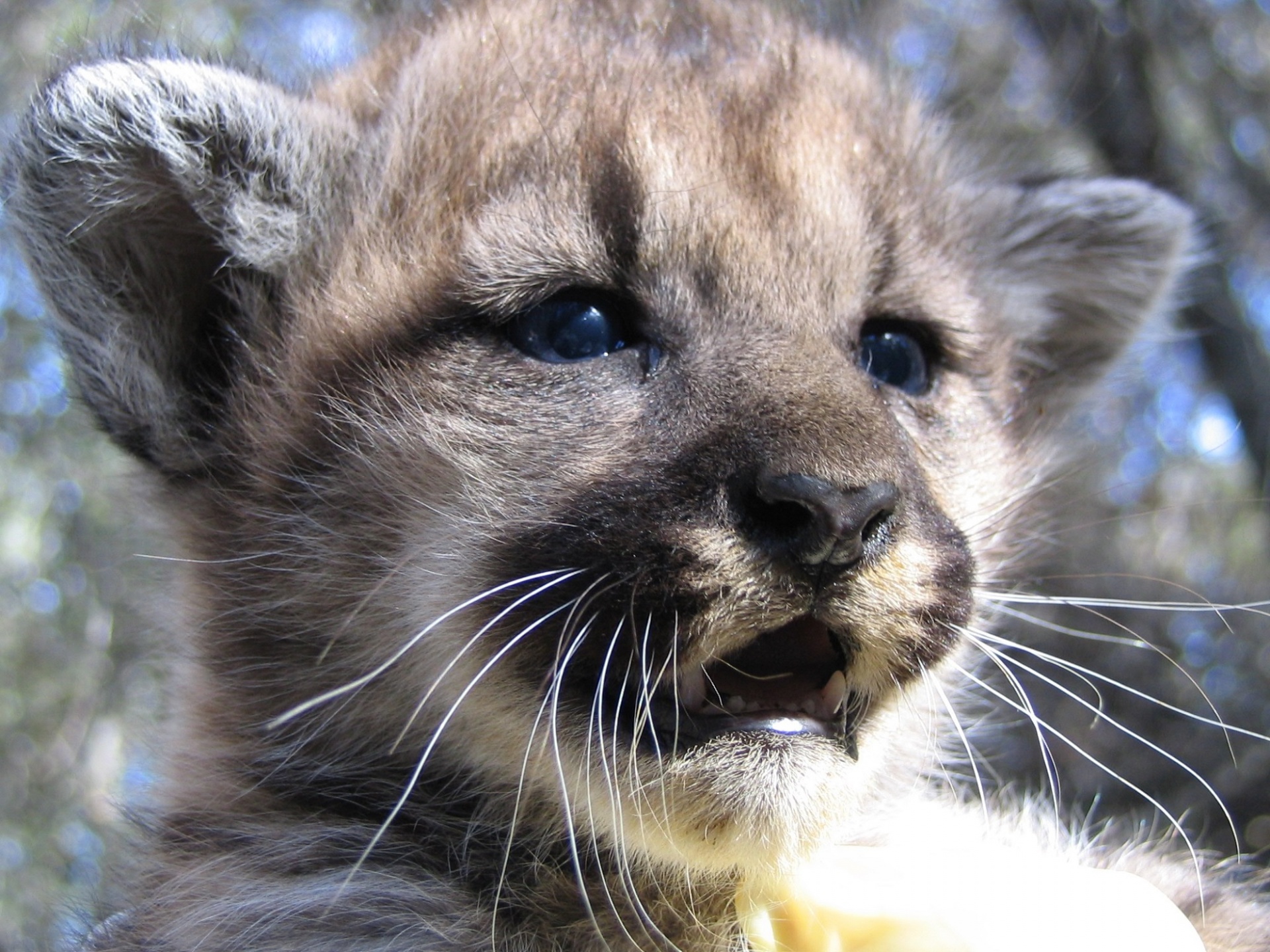 mountain lion cub puma free photo