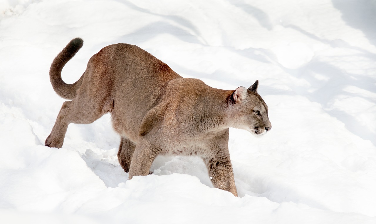 puma mountain lion cat free photo