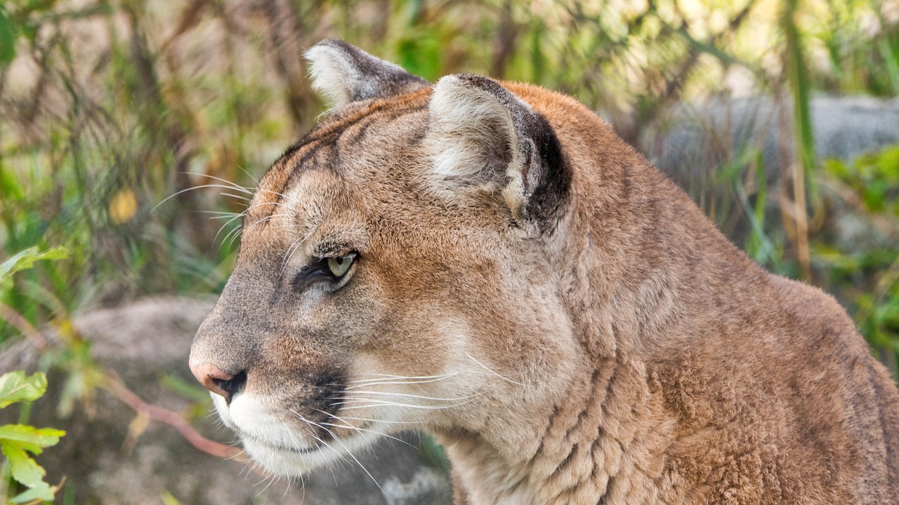 puma  mountain lion  cougar free photo