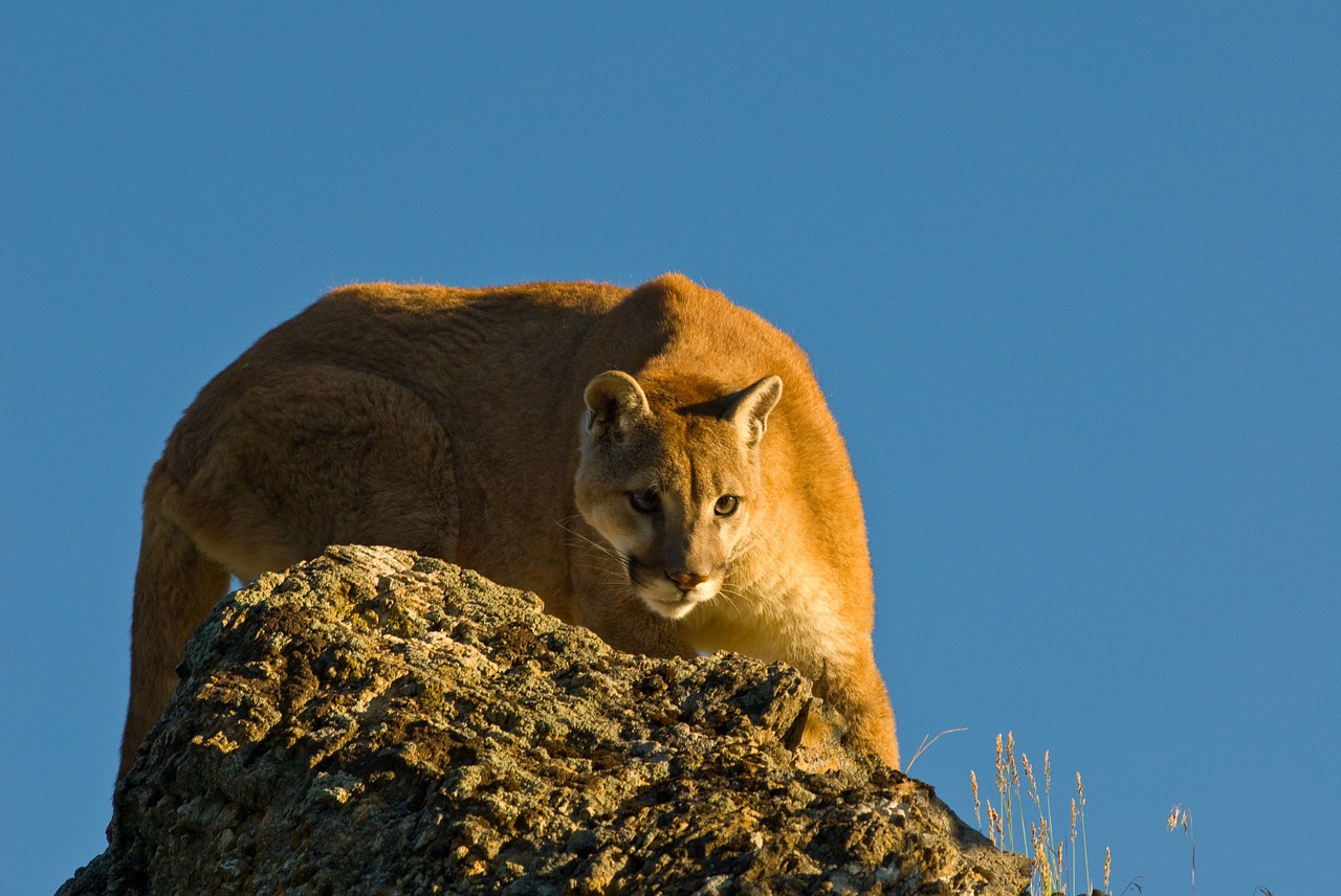 puma mountain lion crouching free photo