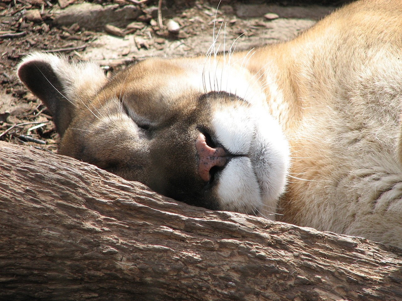 puma sleeping zoo free photo