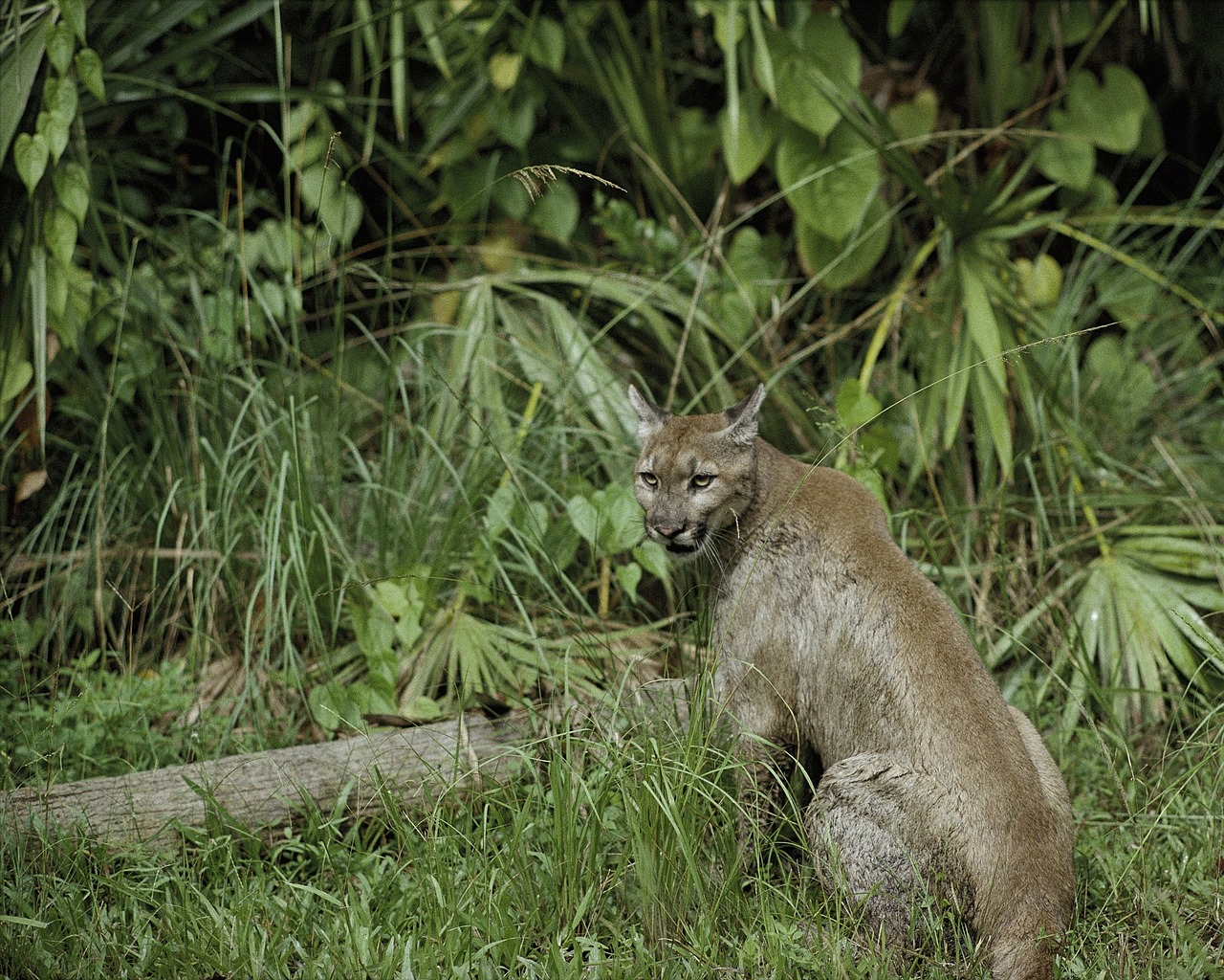 puma florida panther cougar free photo