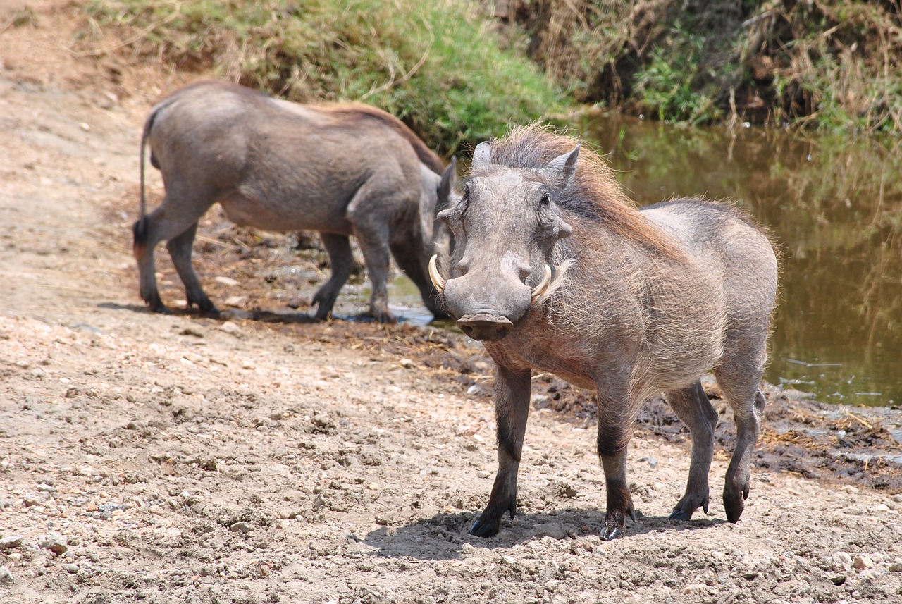 pumba warthog serengeti free photo