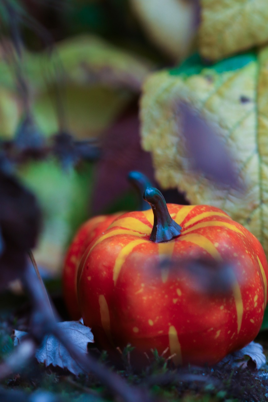 pumkin halloween leaf free photo