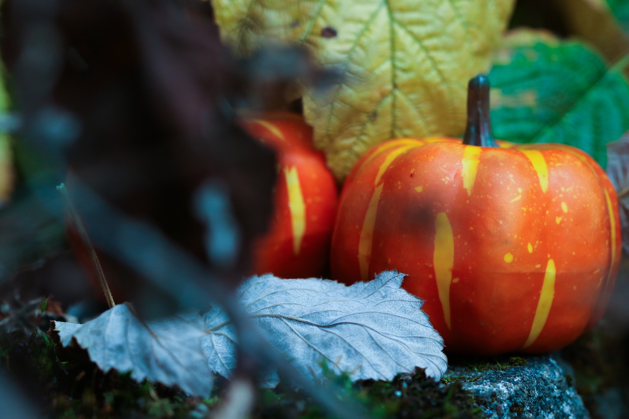 pumkin halloween leaf free photo