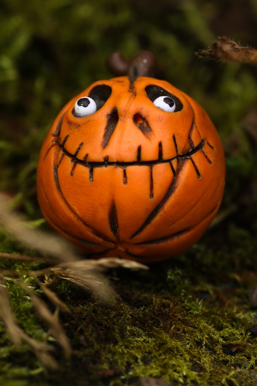 pumkin halloween nature free photo