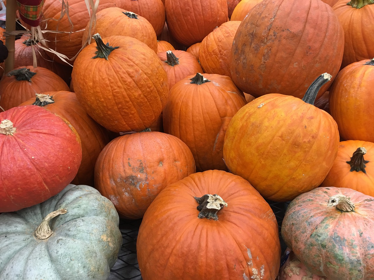 pumkin  pumpkins  orange free photo