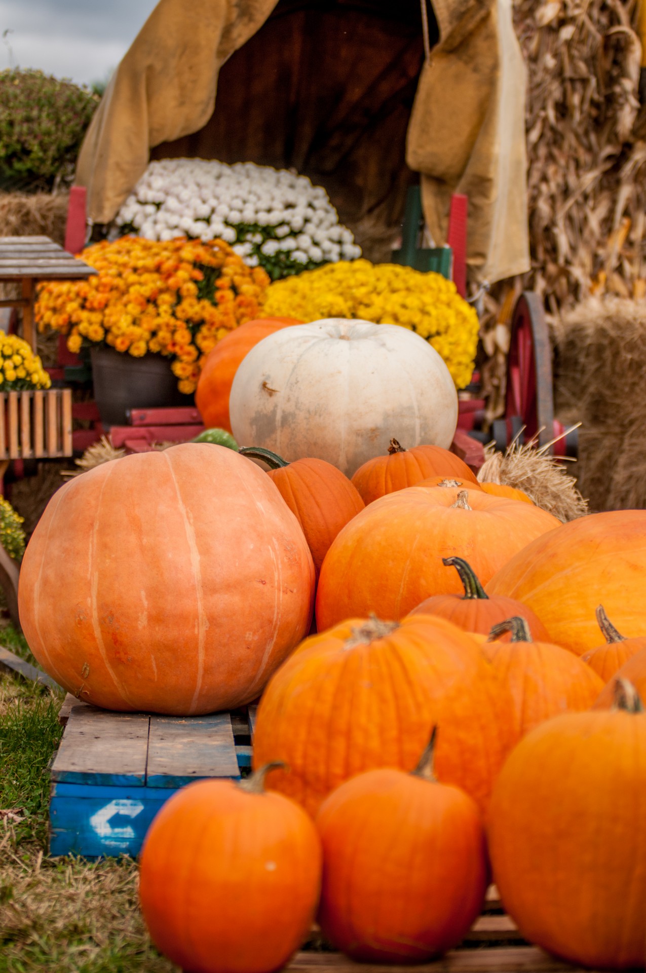 pumpkins pumpkin patch free photo