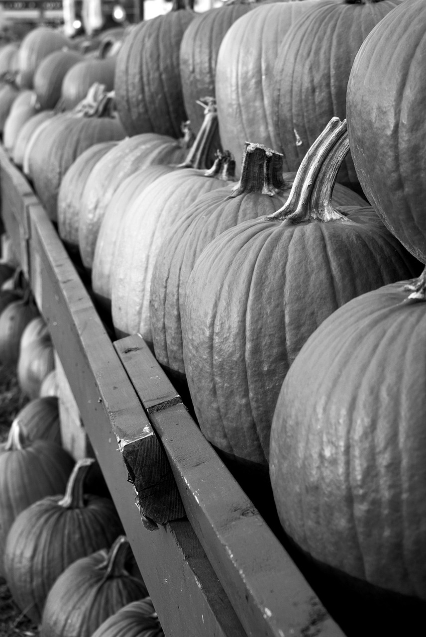 pumpins fall black and white free photo