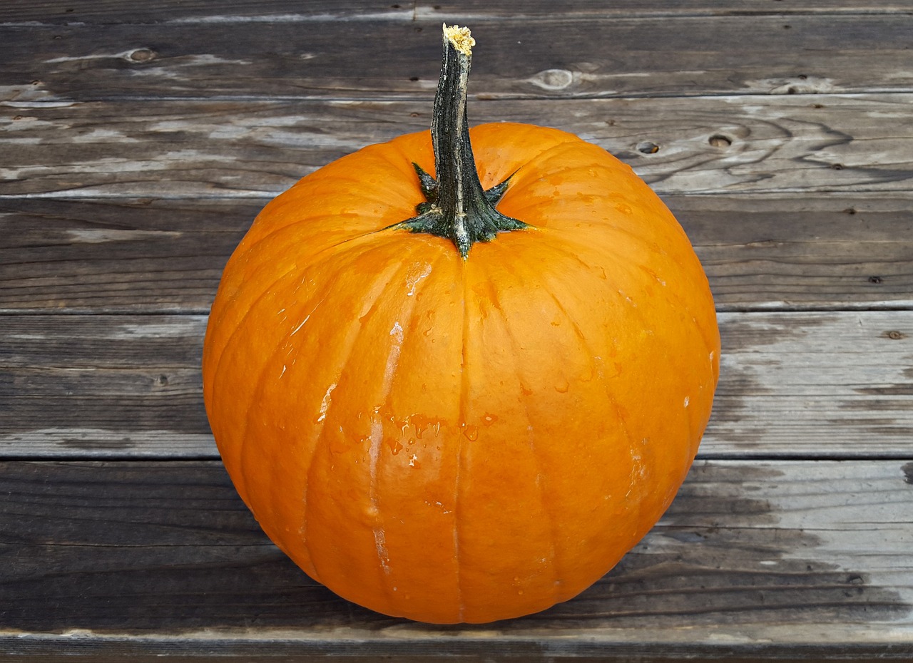 pumpkin halloween october free photo