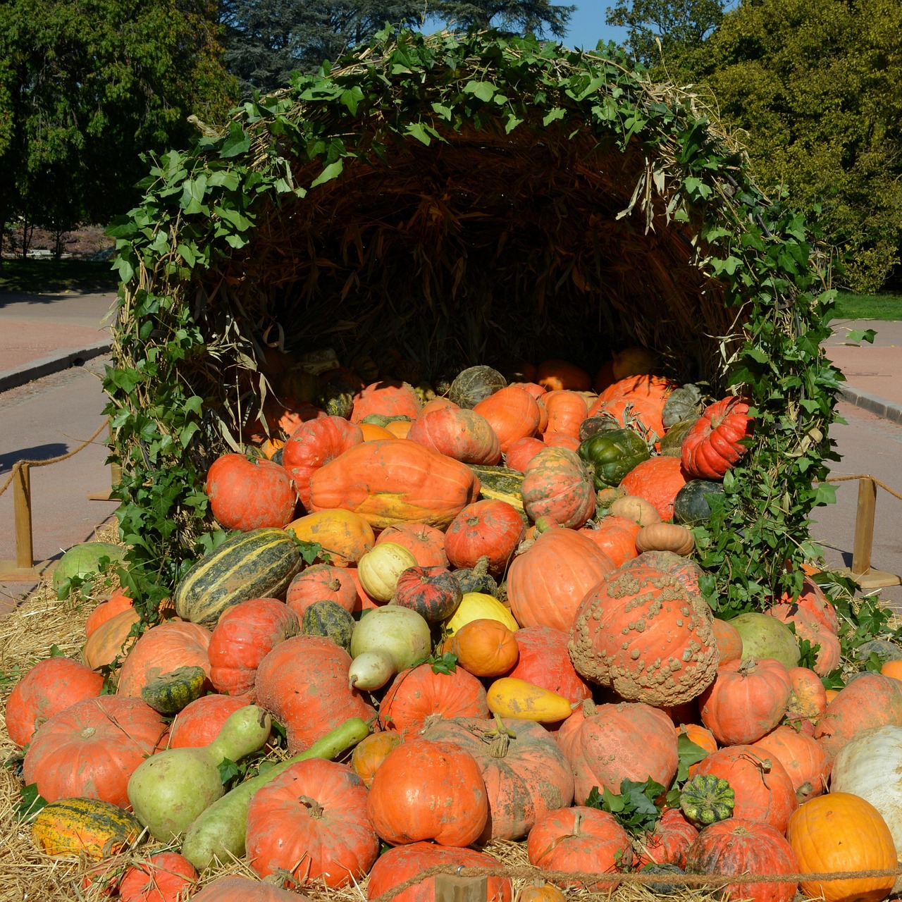 pumpkin vegetable orange free photo