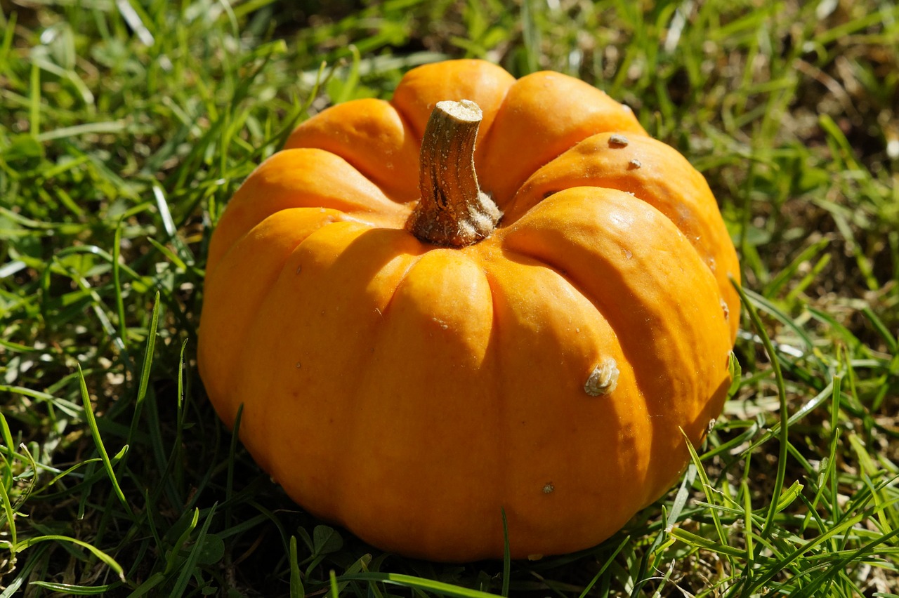 pumpkin orange grass free photo