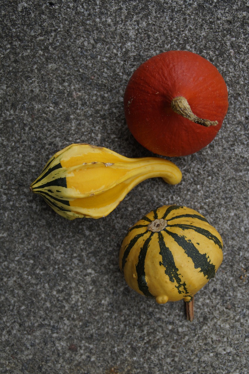 pumpkin gourd deco free photo