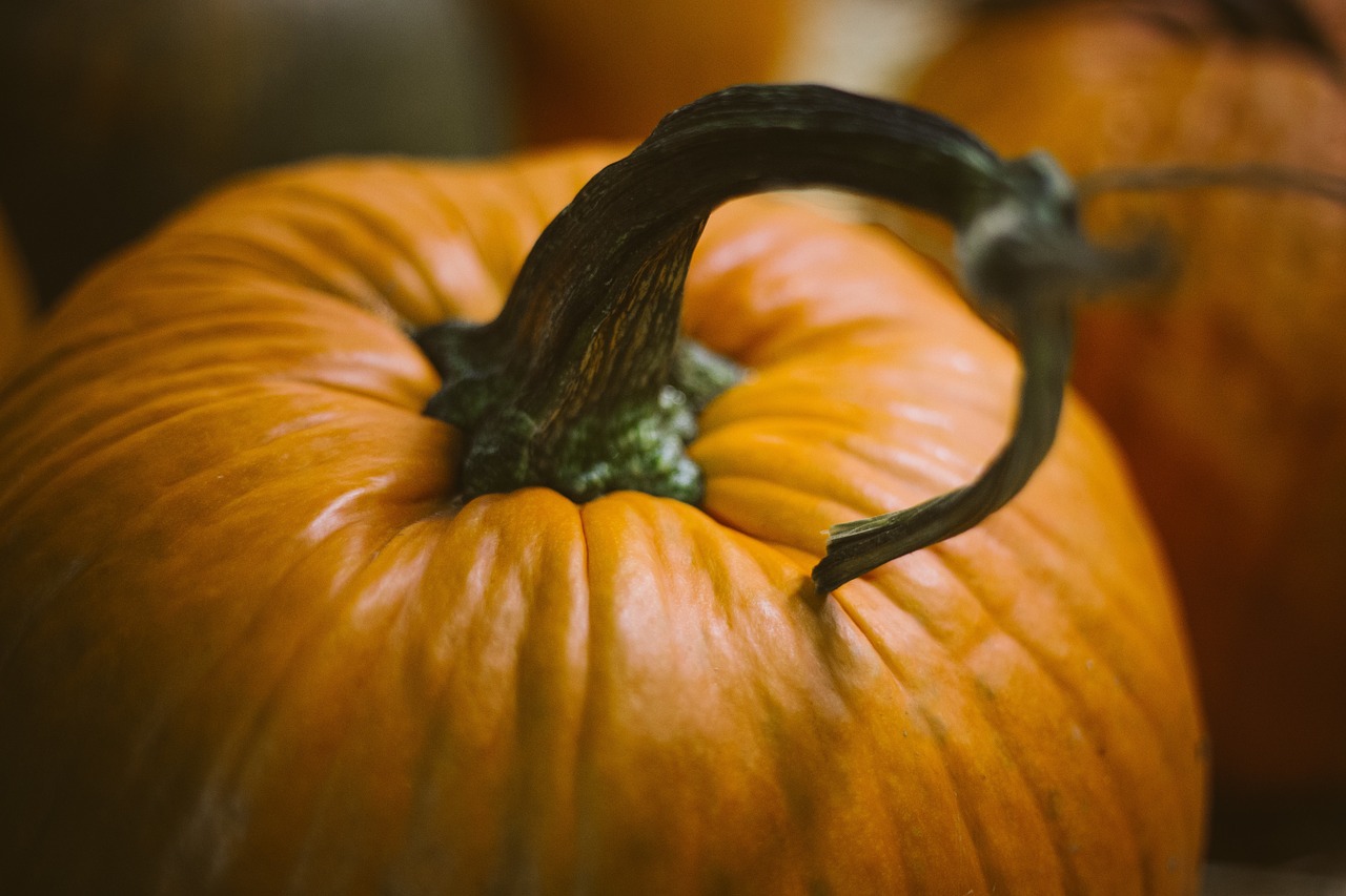 pumpkin halloween october free photo