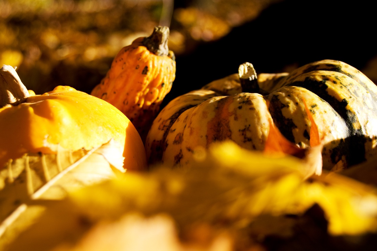 pumpkin autumn yellow free photo