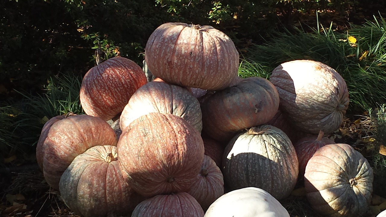 pumpkin fall gourds free photo