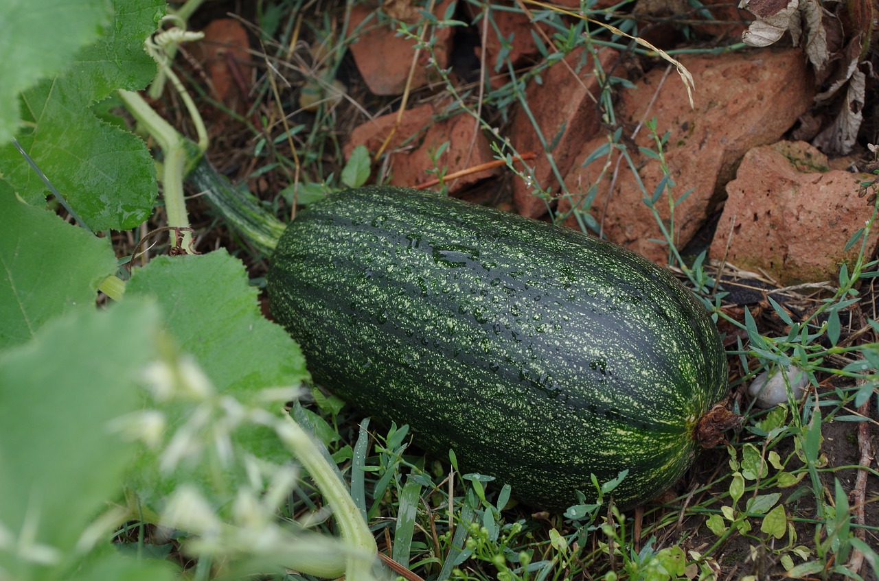 pumpkin vegetables green free photo