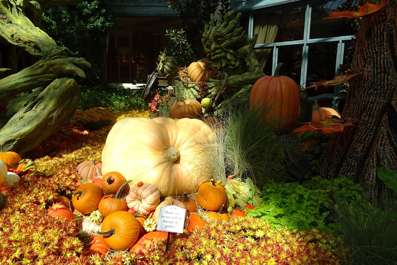 pumpkin vegetables decoration free photo