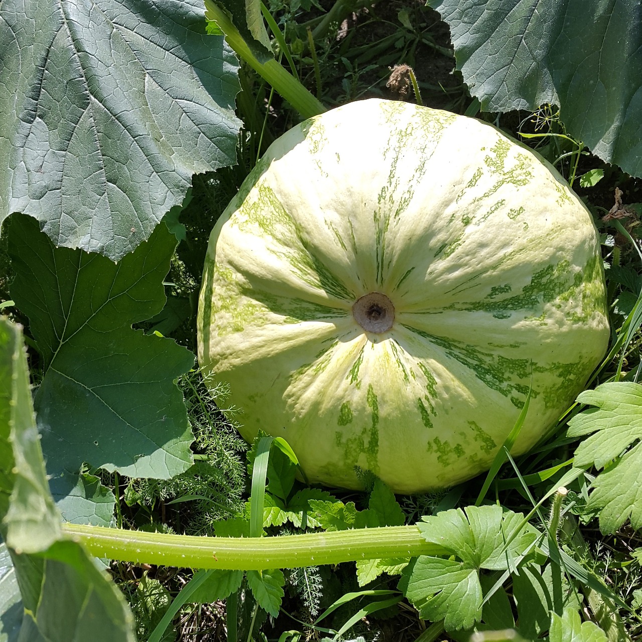 pumpkin summer dacha free photo